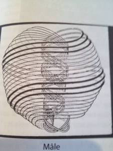 11038251_10203993370778566_6447197507760520068_n